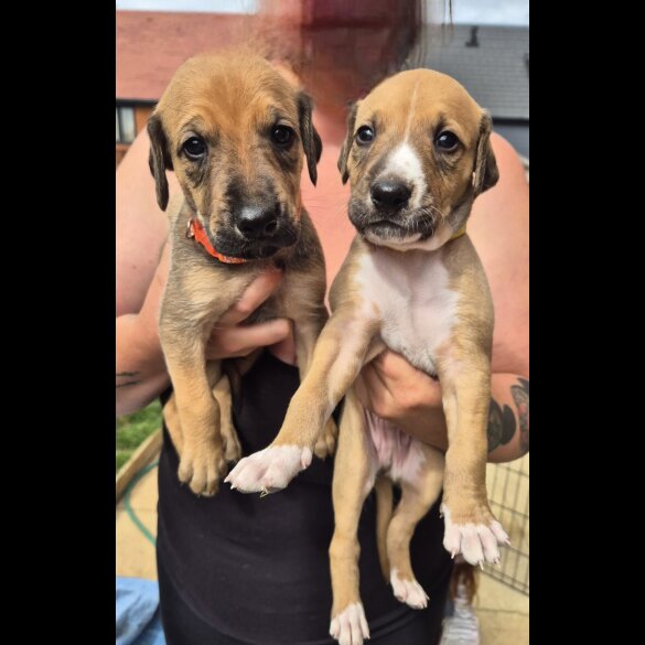 Mixed Breed - Both