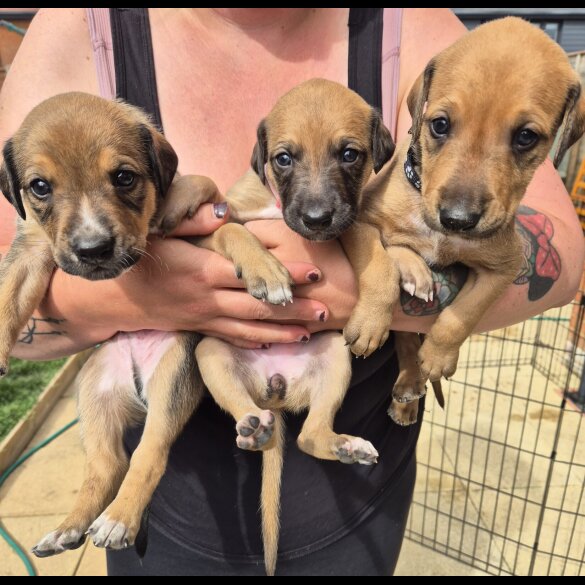 Mixed Breed - Both