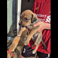 Mixed Breed - Both