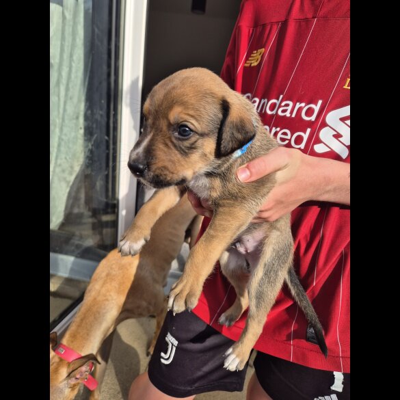 Mixed Breed - Both