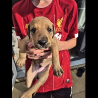 Mixed Breed - Both