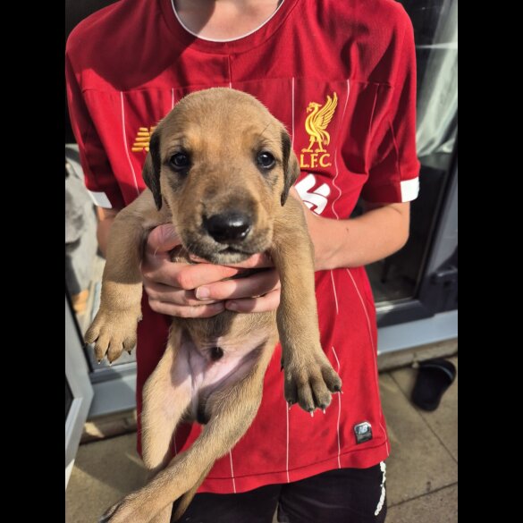 Mixed Breed - Both