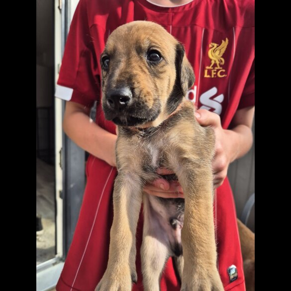 Mixed Breed - Both