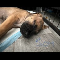 Mixed Breed - Both