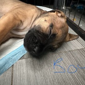 Mixed Breed - Both