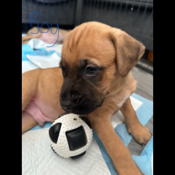 Mixed Breed - Both
