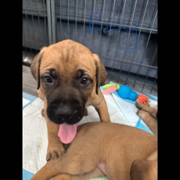 Mixed Breed - Both