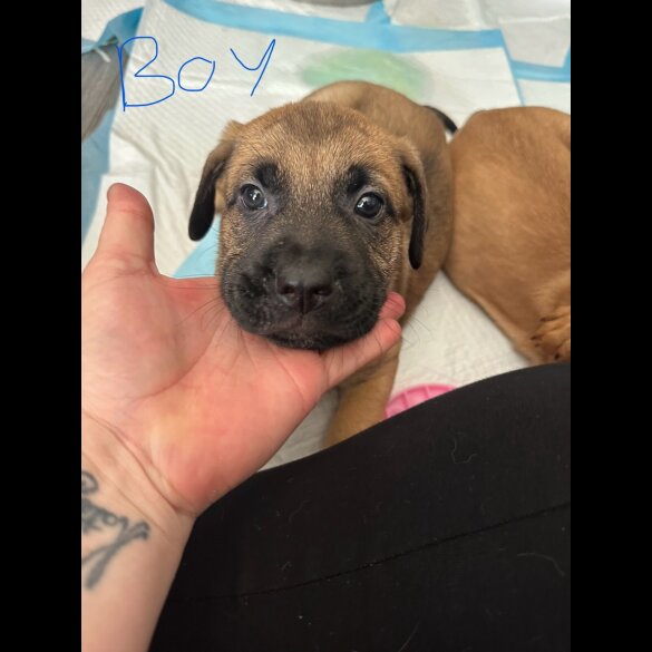 Mixed Breed - Both