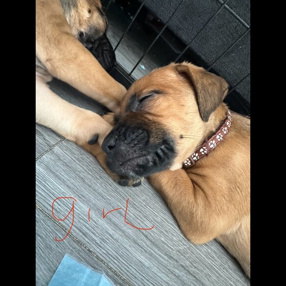 Mixed Breed - Both