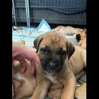 Mixed Breed - Both