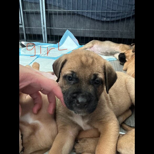 Mixed Breed - Both