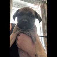 Mixed Breed - Both