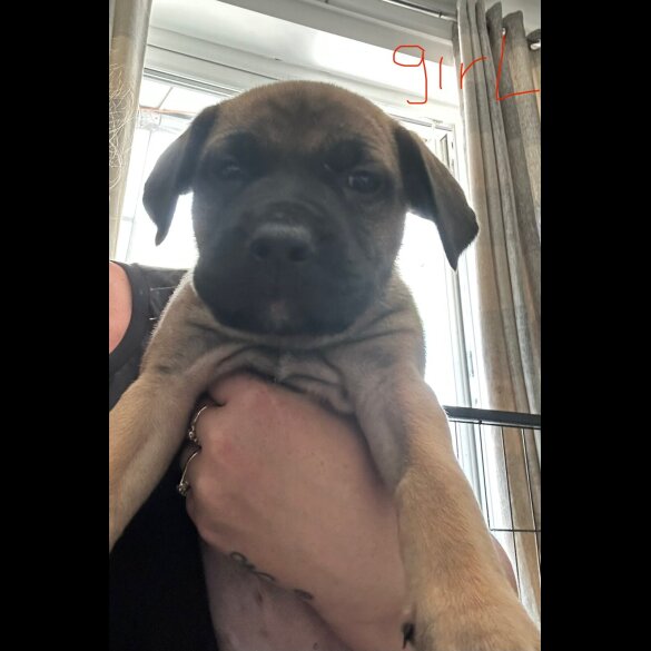 Mixed Breed - Both
