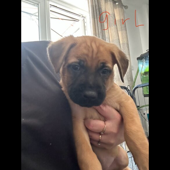 Mixed Breed - Both