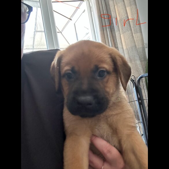 Mixed Breed - Both