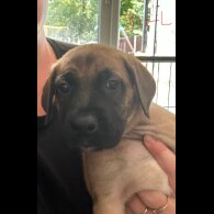 Mixed Breed - Both