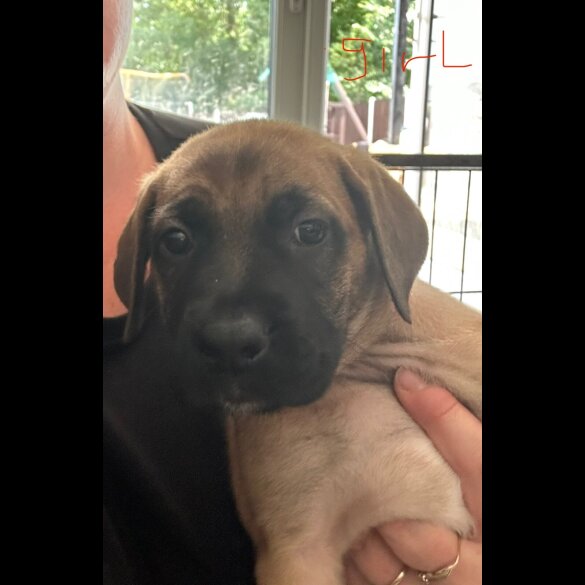 Mixed Breed - Both