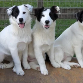 Mixed Breed - Both
