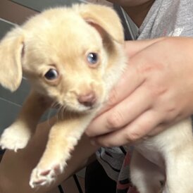 Mixed Breed - Both