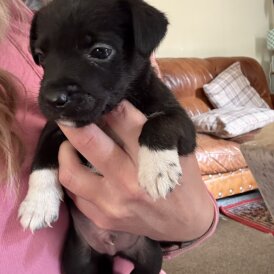 Mixed Breed - Dogs