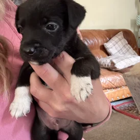 Mixed Breed - Dogs