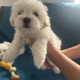 Maltese - Dogs