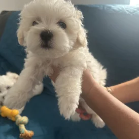 Maltese - Dogs