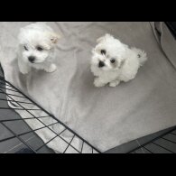Maltese - Dogs