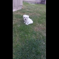 Maltese - Both
