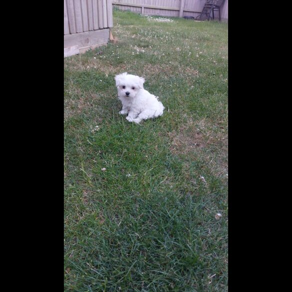 Maltese - Both