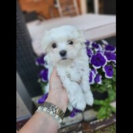 Maltese - Both