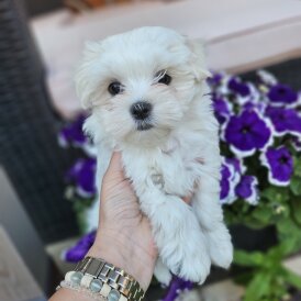 Maltese - Both