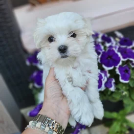 Maltese - Both