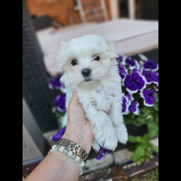 Maltese - Both