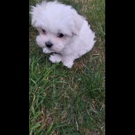 Maltese - Both