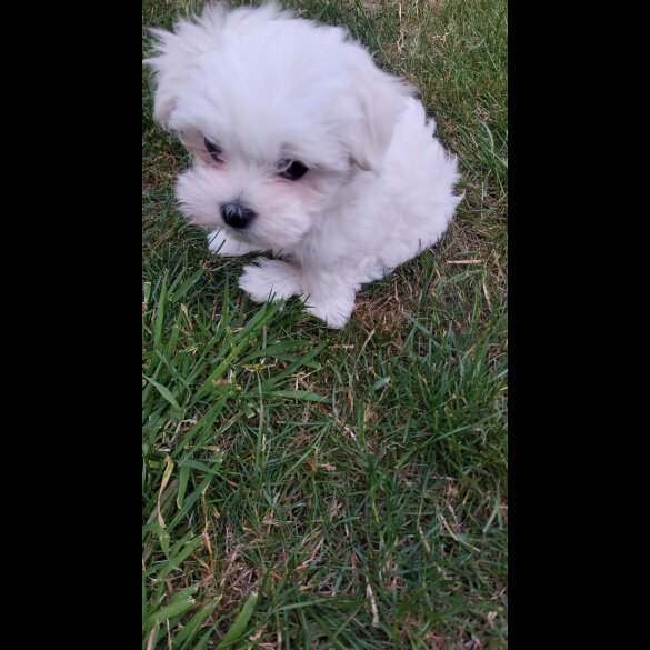 Maltese - Both