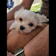 Maltese - Both