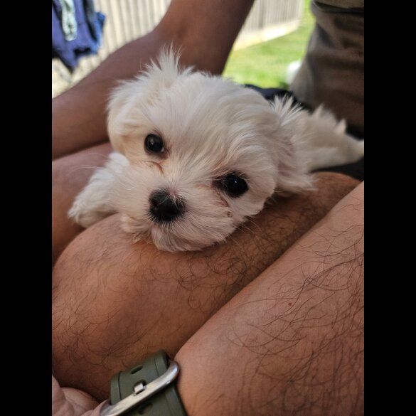 Maltese - Both