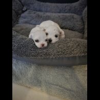 Maltese - Both