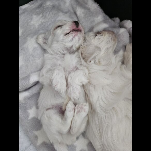Maltese - Both