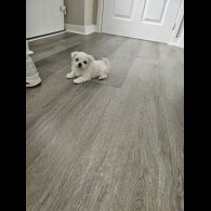 Maltese - Both
