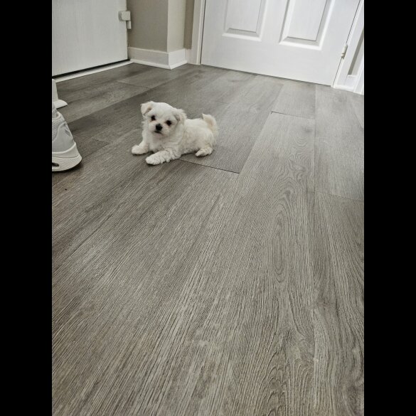Maltese - Both