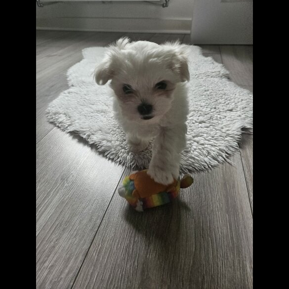 Maltese - Both