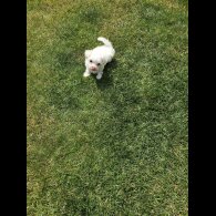 Maltese - Both