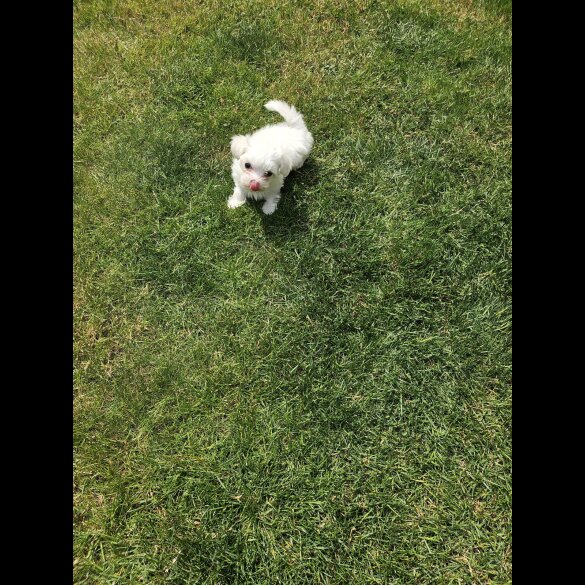 Maltese - Both