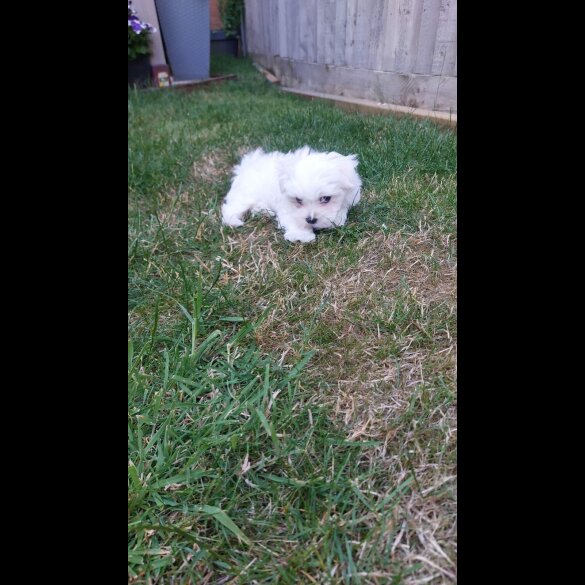 Maltese - Both