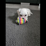 Maltese - Both