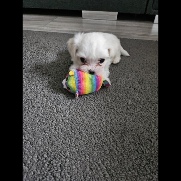Maltese - Both