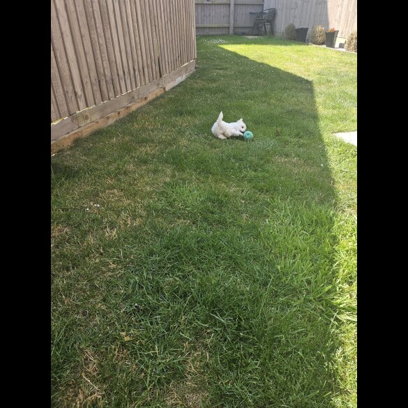 Maltese - Both