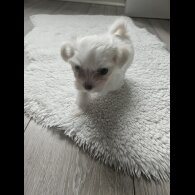 Maltese - Both